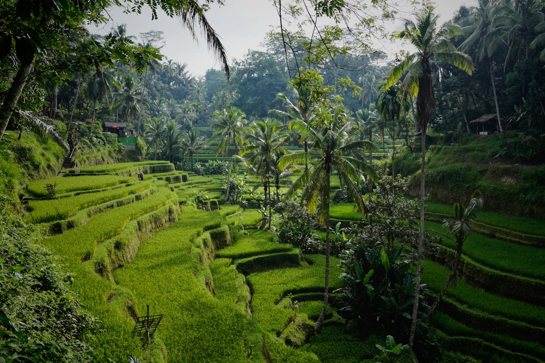 Bali landscape 1